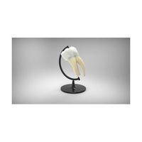 филъри Варна - 86893 предложения | Dental Club филъри Варна - 50857 предложения