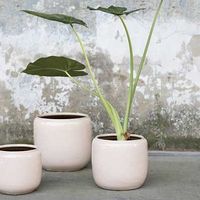 кашпи - 62509 клиенти