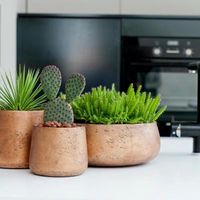 кашпи - 10184 селекции