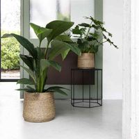 кашпи - 75559 селекции