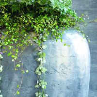 саксии - 58376 комбинации саксии - 95412 комбинации