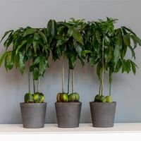 шезлонги - 65021 бестселъри | navun.bg шезлонги - 50319 бестселъри