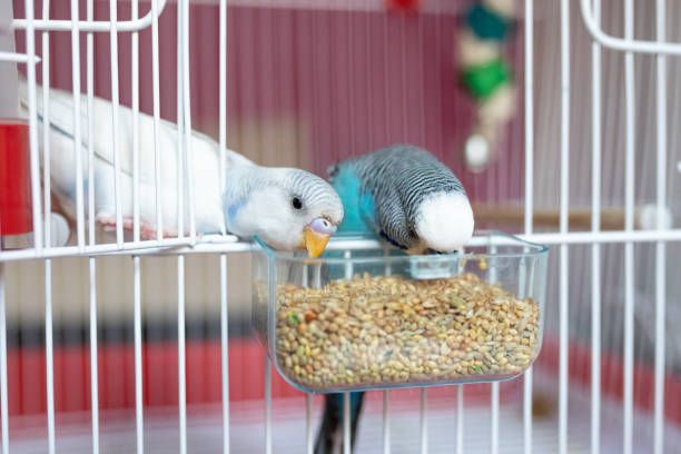 Гранули за папагали - 45433 типа