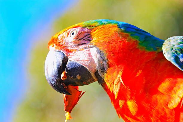 Гранули за папагали - 80247 награди