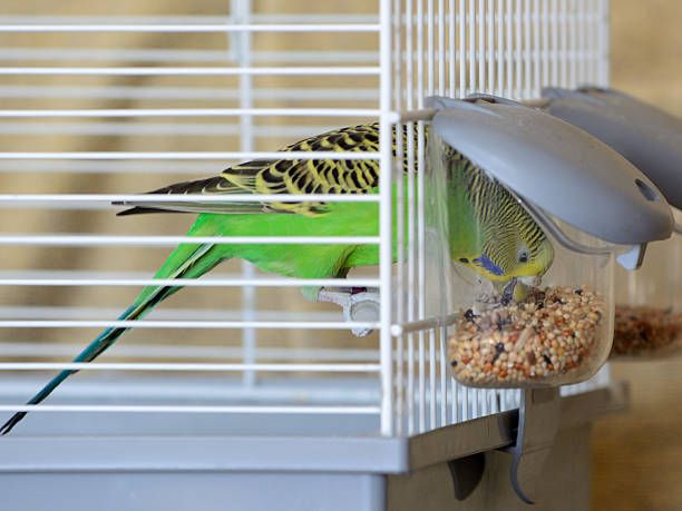 Гранули за папагали - 99997 снимки