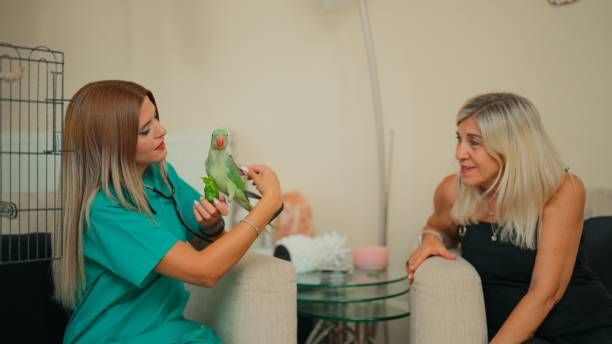 Грижи за папагал - 87577 промоции