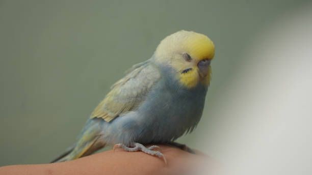 Грижи за папагал - 17042 комбинации