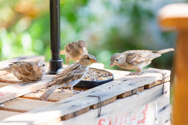 храна за птици на едро - 26310 предложения