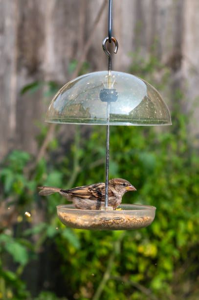 храна за птици на едро - 43307 възможности