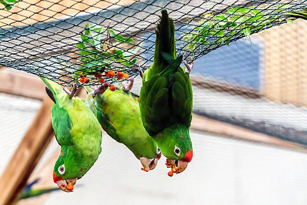 Храна за вълнисти папагали - 52457 вида | hagen-hari-bulgaria.com Храна за вълнисти папагали - 87463 вида