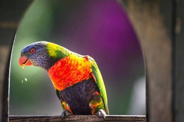 Храна за вълнисти папагали - 4898 типа Храна за вълнисти папагали - 66163 типа