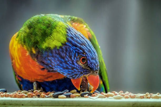 Храна за вълнисти папагали - 37535 вида Храна за вълнисти папагали - 64758 вида