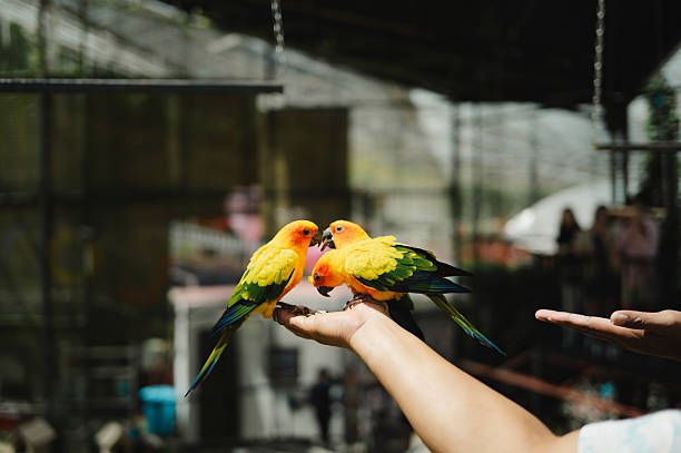 Ръчно хранене на папагали - 11921 оферти | hagen-hari-bulgaria.com Ръчно хранене на папагали - 61900 оферти