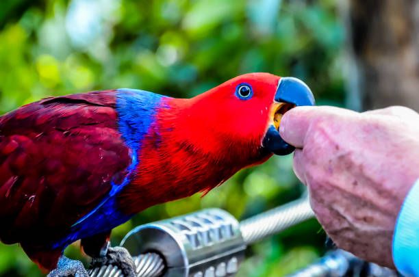 Ръчно хранене на папагали - 43124 награди | hagen-hari-bulgaria.com Ръчно хранене на папагали - 42788 награди