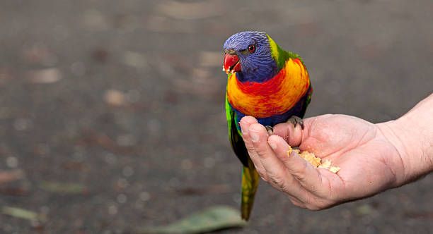 Ръчно хранене на папагали - 86851 селекции Ръчно хранене на папагали - 55669 селекции