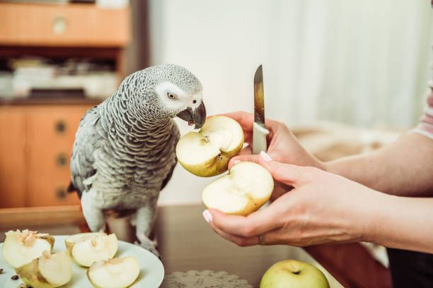 Ръчно хранене на папагали - 39677 предложения Ръчно хранене на папагали - 8834 предложения