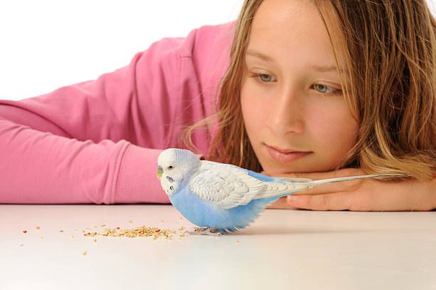 Ръчно хранене на папагали - 85384 вида Ръчно хранене на папагали - 49562 вида