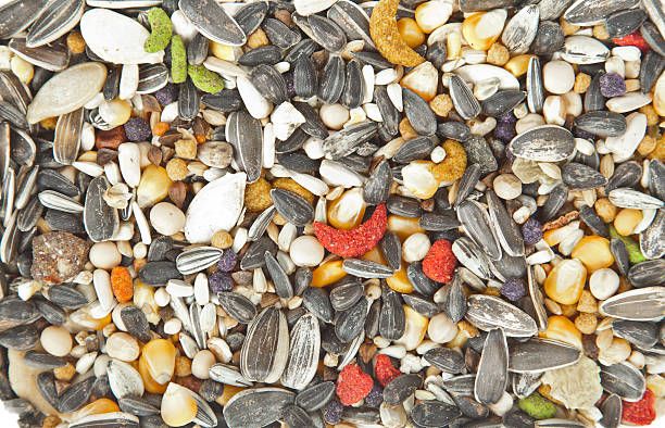 Семена за папагали - 35777 варианти | hagen-hari-bulgaria.com Семена за папагали - 20276 варианти