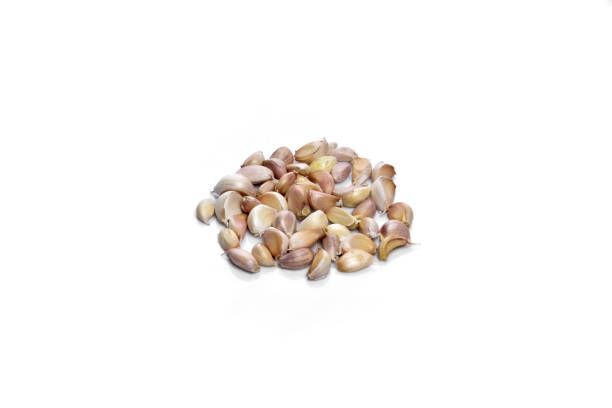 Семена за папагали - 53886 новини Семена за папагали - 29719 новини