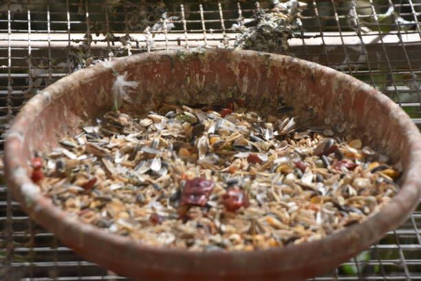 Витамини за папагали - 88851 възможности Витамини за папагали - 54576 възможности