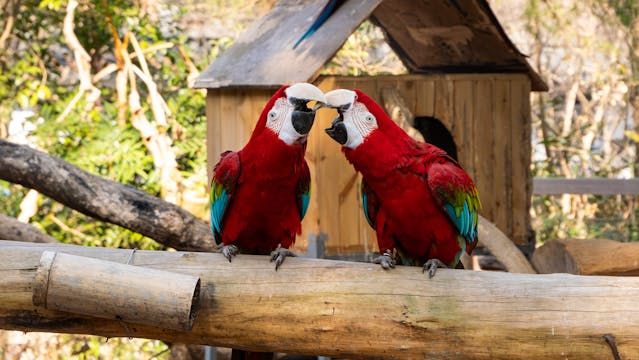 Витамини за папагали - 4450 награди Витамини за папагали - 97849 награди