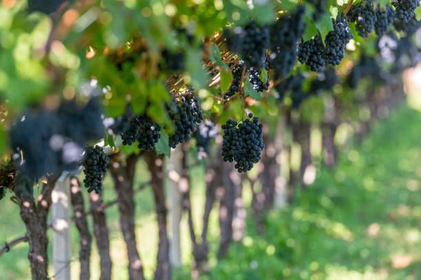 пино ноар - 97797 бестселъри пино ноар - 27411 бестселъри