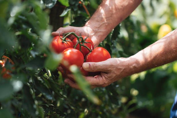 агро новини - 83726 предложения