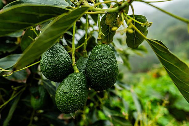 селско стопанство - 76160 промоции